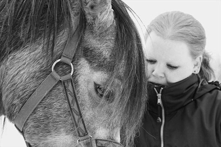 Arabisk fuldblod (OX) Shimaal billede 13