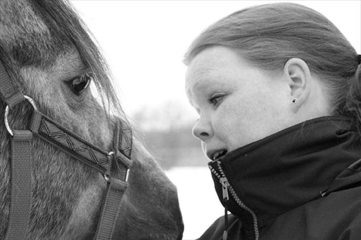 Arabisk fuldblod (OX) Shimaal - Her besluttede jeg mig for, at Shimaal godt måtte komme hjem til mig. billede 14