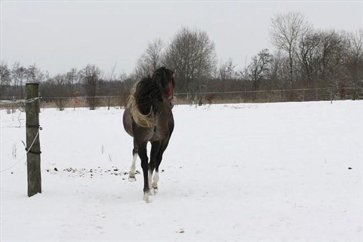 Arabisk fuldblod (OX) Shimaal billede 15