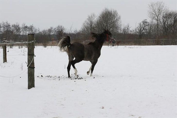 Arabisk fuldblod (OX) Shimaal billede 16