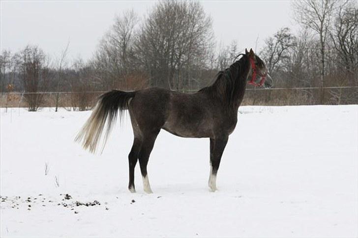 Arabisk fuldblod (OX) Shimaal billede 17