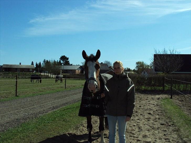 Dansk Varmblod Madame Khan (Solgt) billede 1