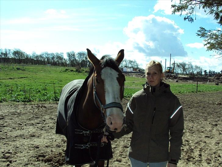 Dansk Varmblod Madame Khan (Solgt) billede 2