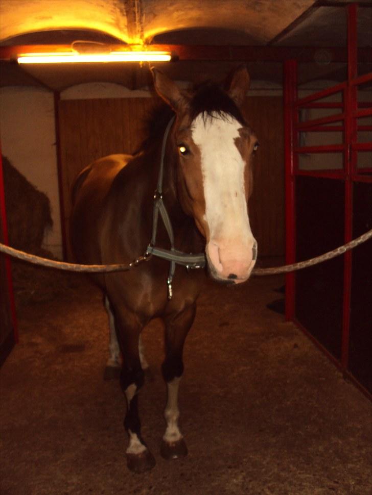 Dansk Varmblod Madame Khan (Solgt) billede 3