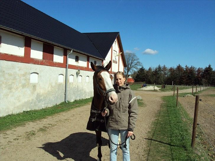 Dansk Varmblod Madame Khan (Solgt) billede 4