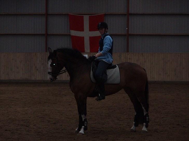 Dansk Varmblod Madame Khan (Solgt) billede 5