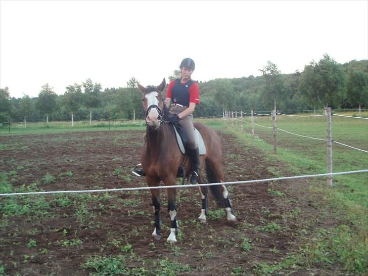 Dansk Varmblod Madame Khan (Solgt) billede 6