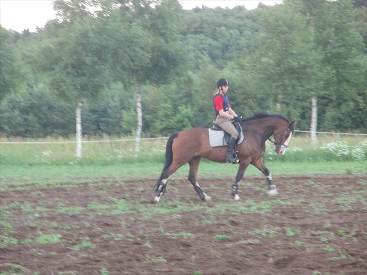 Dansk Varmblod Madame Khan (Solgt) billede 7