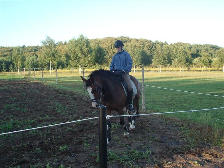 Dansk Varmblod Madame Khan (Solgt) billede 8