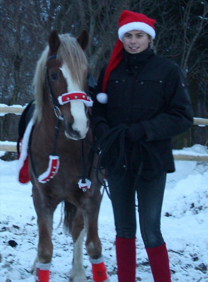 Welsh Pony af Cob-type (sec C) Fjordglimt Mr. George - Julehygge. (: Foto Maria billede 13