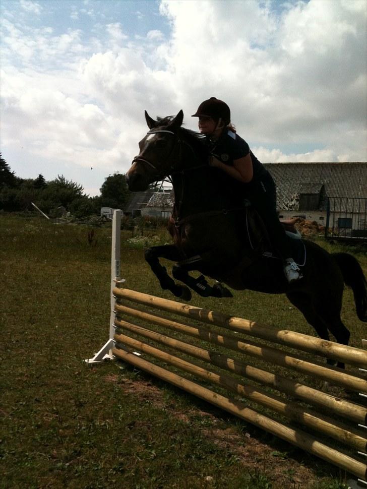 Welsh Cob (sec D) Hamrik's Brandy R.I.P - Lidt hygge spring ude ved bedsteveninden..:D billede 18