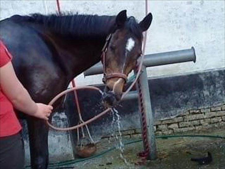 Welsh Cob (sec D) Hamrik's Brandy R.I.P - Brandy drikker af vandslangen..:D  billede 20