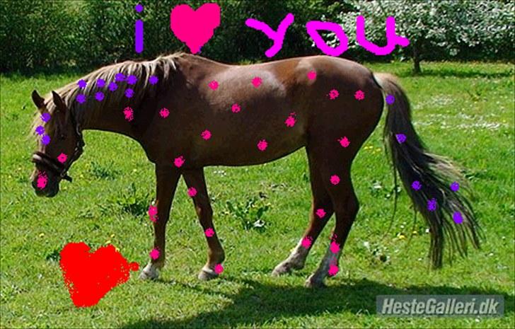 Hollandsk Sportspony Charon R.I.P :`( savnet - er det ikke flot det har line lavet billede 8