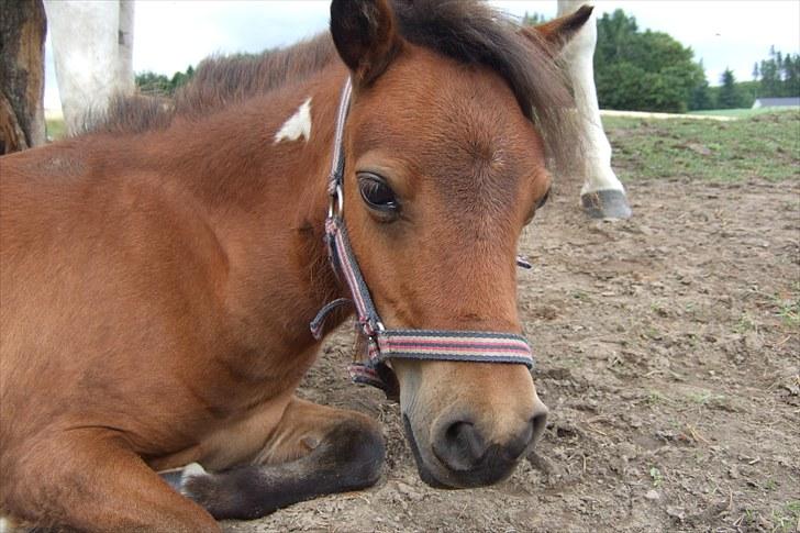 Shetlænder Moonlight Minute(Minnie) - Jeg slapper lige af:) billede 1