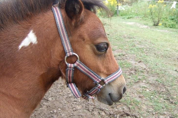 Shetlænder Moonlight Minute(Minnie) - Jeg kigger lige ud på marken:) billede 2