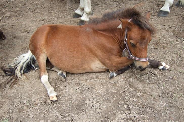 Shetlænder Moonlight Minute(Minnie) - Jeg ligger lige og slapper af billede 3