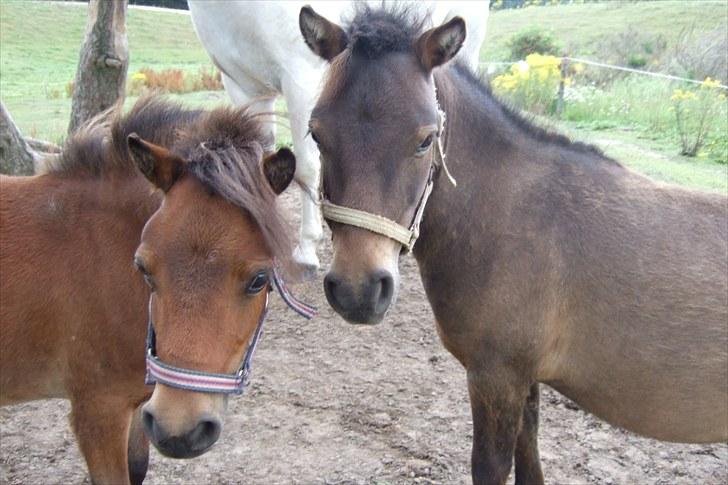 Shetlænder Moonlight Minute(Minnie) - Mig og Mickey står lige og snakker:) billede 4