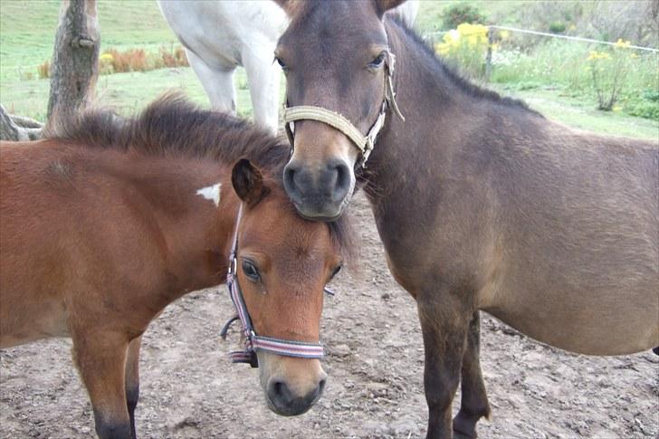 Shetlænder Moonlight Minute(Minnie) - Mickey er lige i gang med at sætte mit hår:) billede 5