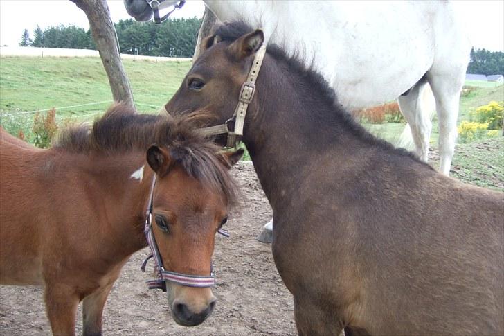 Shetlænder Moonlight Minute(Minnie) - Jeg kigger ind i kameraet mens Mickey kigger ind på køernes mark:) billede 6