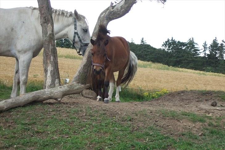 Shetlænder Moonlight Minute(Minnie) - Jeg lige i skyggen ved siden af træet:) billede 7