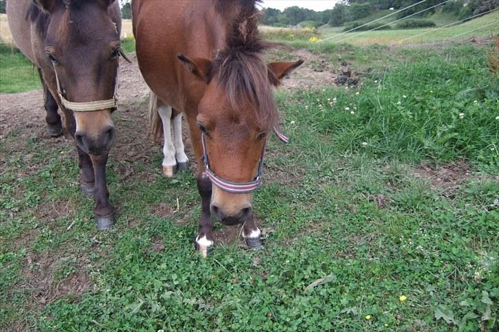 Shetlænder Moonlight Minute(Minnie) - Jeg står på midten af den lille bakke og venter på at Mickey kommer så vi kan få taget et billede sammen:) billede 8