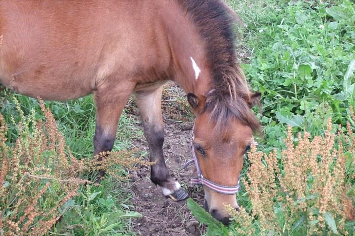 Shetlænder Moonlight Minute(Minnie) - Jeg spiser lidt græs mens jeg kigger ind i kameraet billede 9
