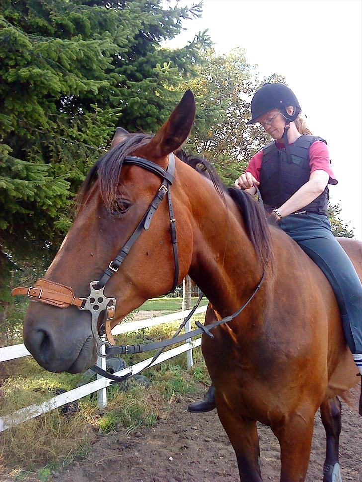 Standardbred Danbury billede 15