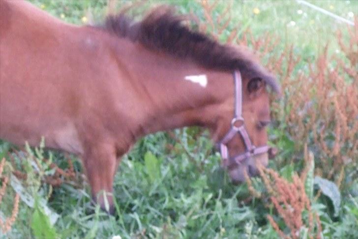 Shetlænder Moonlight Minute(Minnie) - Jeg spiser lige lidt græs:) billede 10