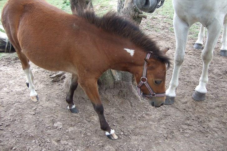 Shetlænder Moonlight Minute(Minnie) - Jeg er på vej hen til den anden side af træet hen til Amadeus:) billede 11