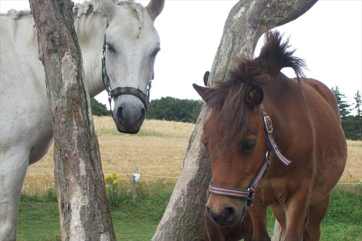 Shetlænder Moonlight Minute(Minnie) - Mig og Amadeus for lige taget et billede sammen:) billede 12