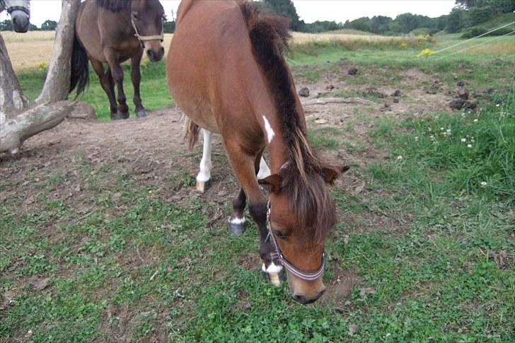 Shetlænder Moonlight Minute(Minnie) - Jeg spiser lige lidt græs på midten af bakken:) billede 13