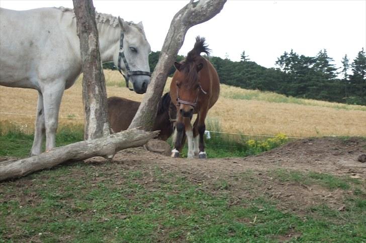 Shetlænder Moonlight Minute(Minnie) - Mig og Amadeus står ved siden af træet i skyggen og slapper af:) billede 14