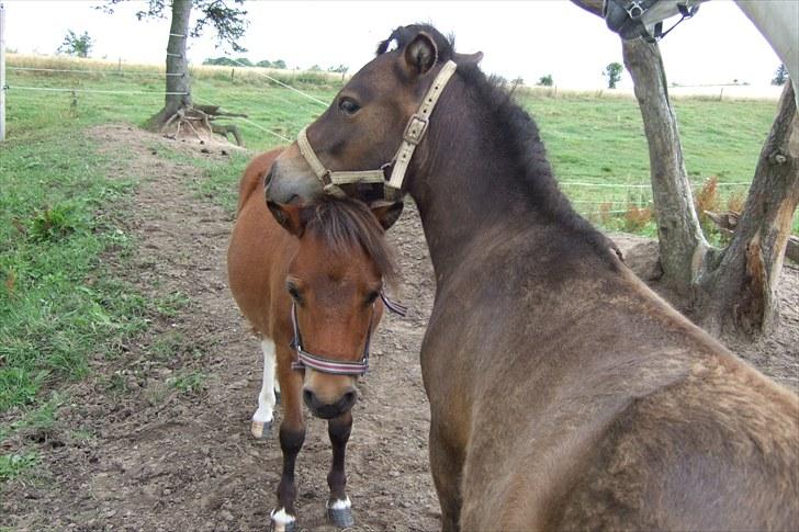 Shetlænder Moonlight Minute(Minnie) - Mickey kigger hen til køernes mark mens jeg kigger ind i kameraet:) billede 15