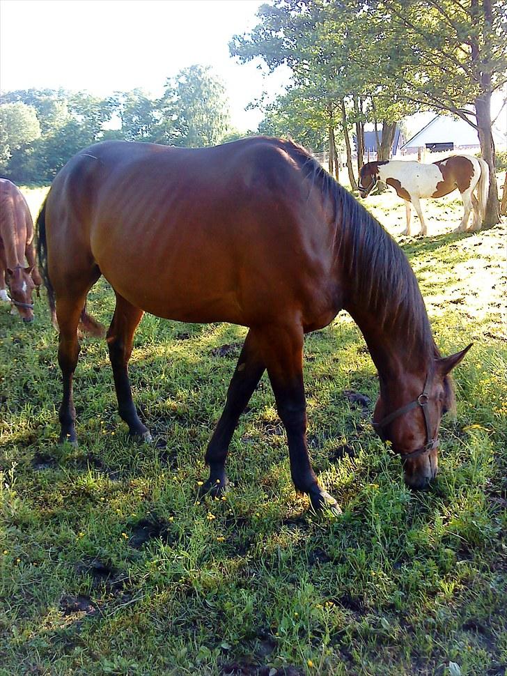 Standardbred Danbury billede 16