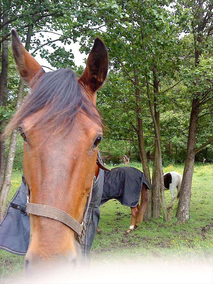 Standardbred Danbury billede 17
