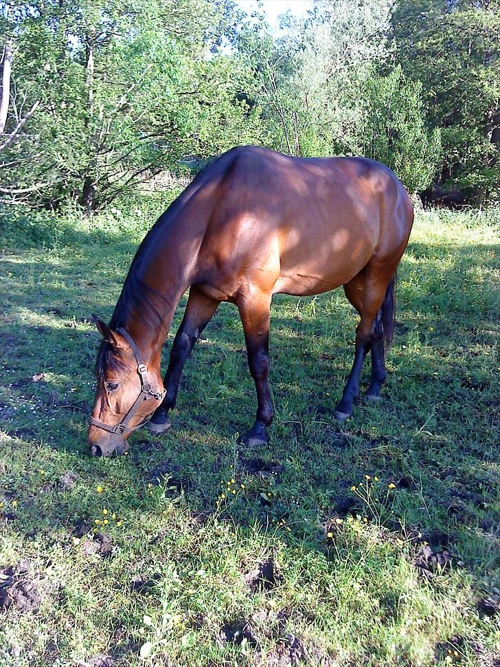Standardbred Danbury billede 18