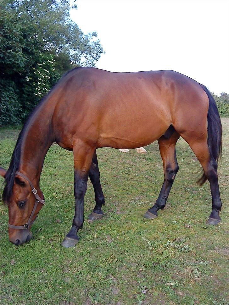 Standardbred Danbury billede 19