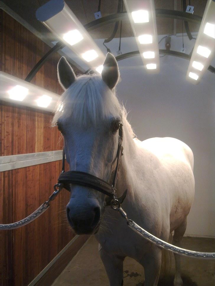 Anden særlig race sasja B PONY ! ILY. SOLGT - sasja i solarie<3 på sar billede 15