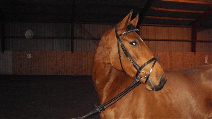 Dansk Varmblod Cairo T. billede 1