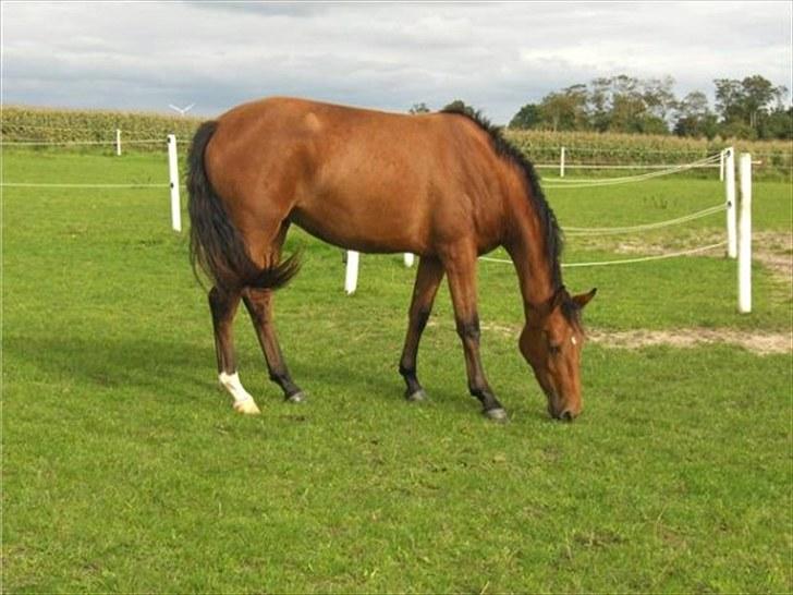 Dansk Varmblod Cairo T. billede 2