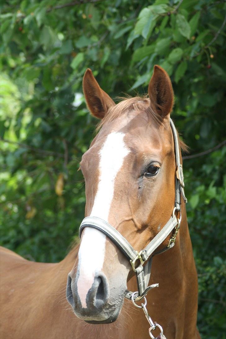 Dansk Varmblod Trekroners Godson (SOLGT) billede 1