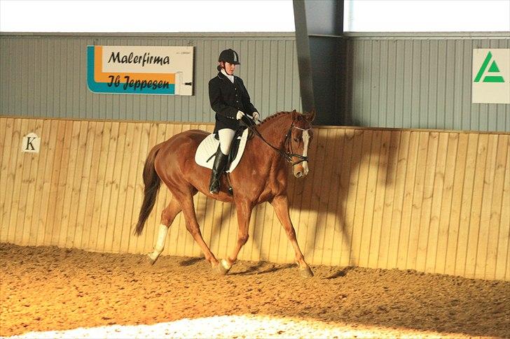 Dansk Varmblod Trekroners Godson (SOLGT) billede 2