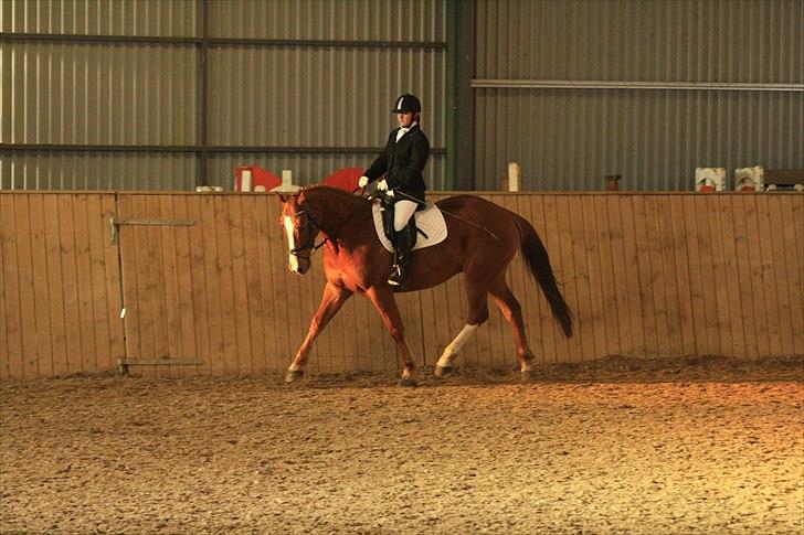 Dansk Varmblod Trekroners Godson (SOLGT) billede 3