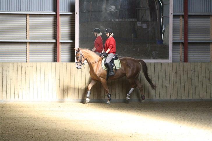 Dansk Varmblod Trekroners Godson (SOLGT) billede 4