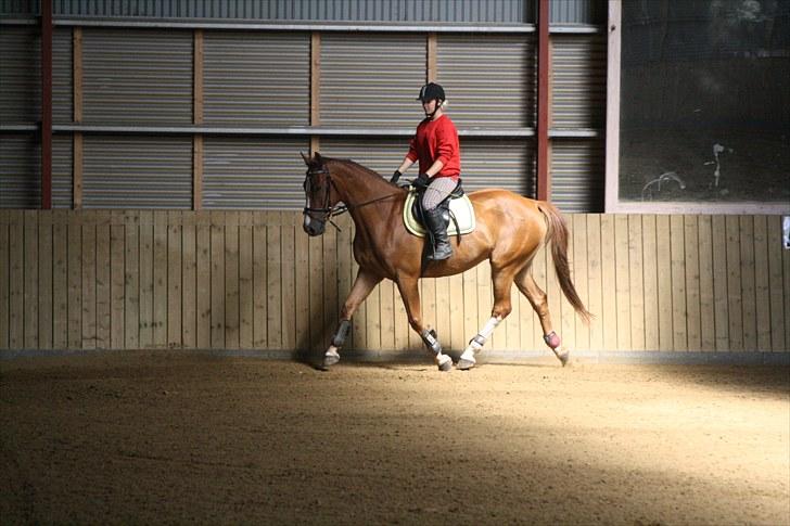 Dansk Varmblod Trekroners Godson (SOLGT) billede 5