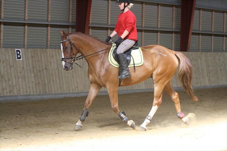 Dansk Varmblod Trekroners Godson (SOLGT) billede 6