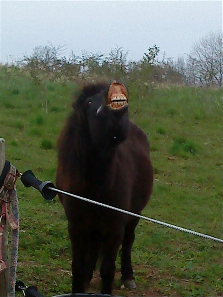 Anden særlig race munik - smil til kameraet som man siger:) billede 18