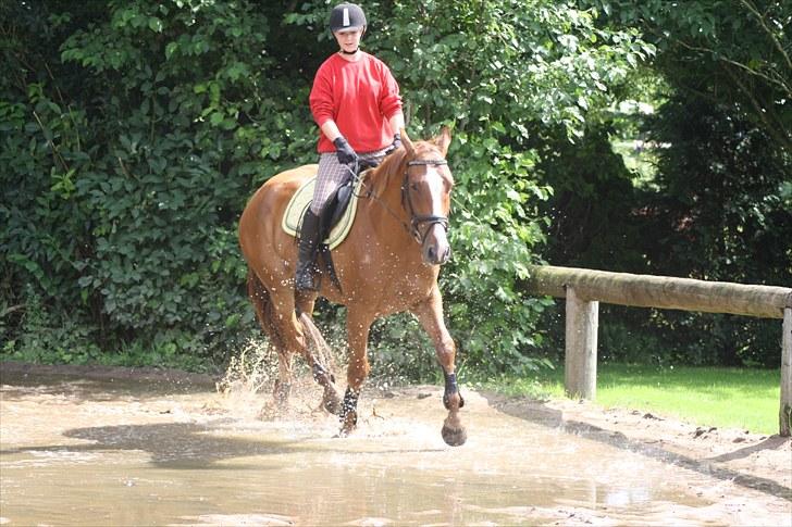 Dansk Varmblod Trekroners Godson (SOLGT) billede 7