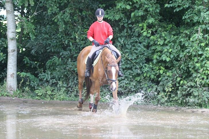 Dansk Varmblod Trekroners Godson (SOLGT) billede 8