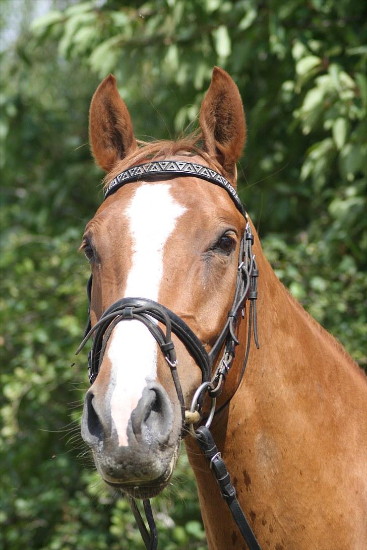 Dansk Varmblod Trekroners Godson (SOLGT) billede 9